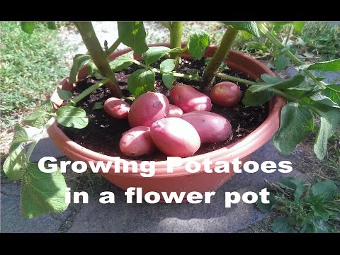 Growing potatoes inside a flower pot