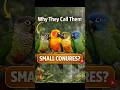 ఈ పేరు ఎందుకు వచ్చింది?#petpouch #ConureBirds#petparrots