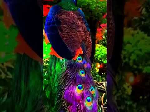 Colorful Peacock Takes Flight | #Flying Peacock #short