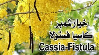 زراعة خيار شمبر - كاسيا فستولا - Cassia Fistula
