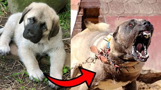 I'm a Big Kid Now Cute Baby Animals | Dogs Grow Up | Animals Grow Up | Animals Transformation
