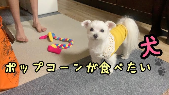 ポップコーンが食べたいんです 息子の作るポップコーンを待つ犬 マルチーズ Youtube ポップコーンが食べたいんです 息子の作るポップコーンを待つ犬 マルチーズ Youtube