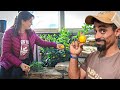 AMAZING! SHE'S growing Tropical Fruits in Northern Climate