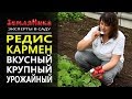 Редис Кармен. Супер урожайный. Для любого времени года.