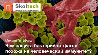Войны бактерий и фагов — Михаил Гельфанд