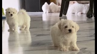 Maltese Puppies!