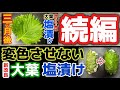 八百屋の挑戦！ついに完成【大葉塩漬３ヶ月】塩だけで変色しにくい漬け方！あれから1年、試行錯誤の日々！前回の方法と比較！味・香りの違いを解説！漬物レシピ・食べ方アレンジ・保存方法・紫蘇大量消費・一番人気