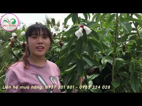 Video: Thông tin về cây Costus: Cách trồng cây Costus trong vườn