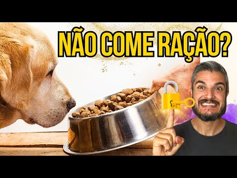 Vídeo: Como capturar cães vadios (com fotos)