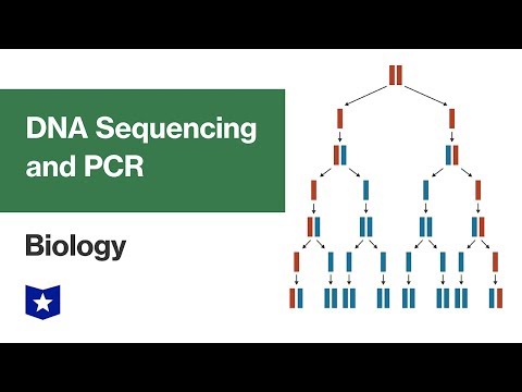 تصویری: چگونه PCR در تعیین توالی DNA دی اکسی نقش دارد؟