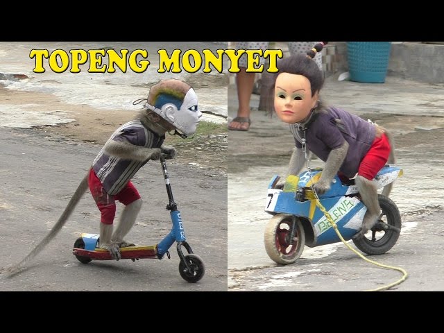 TOPENG MONYET The best Monkey street attraction class=