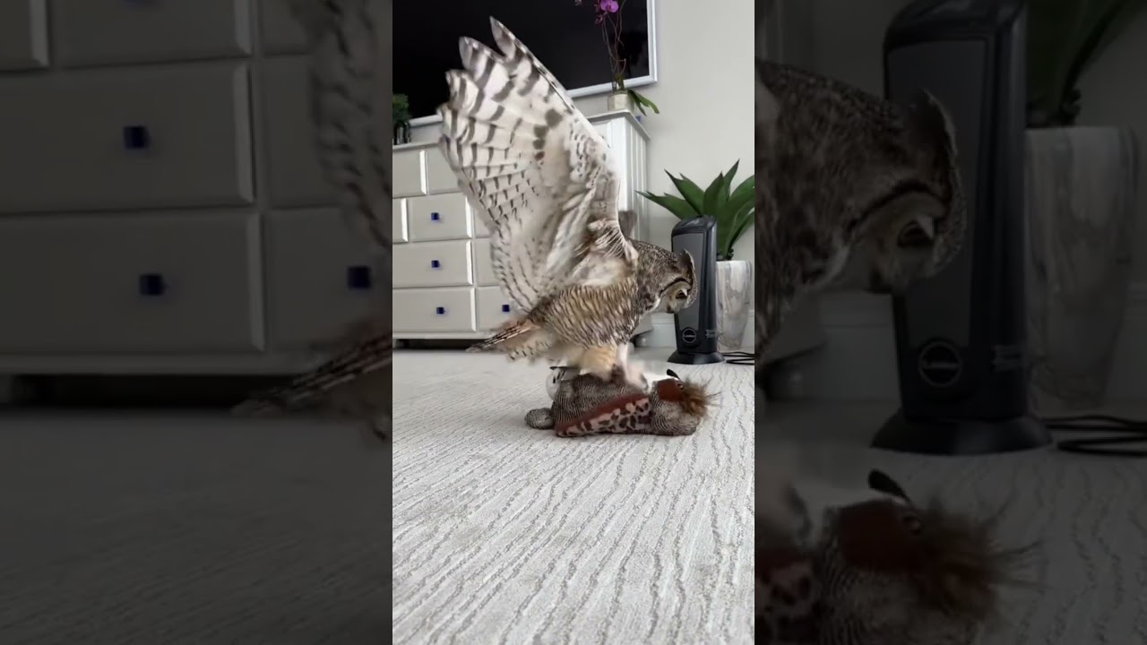 This Owl needs a GIRLFRIEND 🤣 