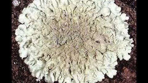 Lucknow University|| B.Sc. Biology(NEP) Sem-1|| Botany Practical File || Lichen