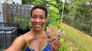 What to Plant in June! Don’t Miss Your Summer Garden Window!🍆🥒🍅