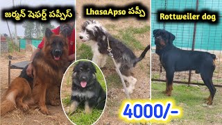 6303650648 | Rottweiler Dog, Lhasaapso and German shepherd Puppies for sale in telugu | Aj pets