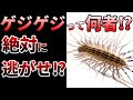 【ゆっくり】ゴキブリよりも速い!最強益虫ゲジゲジの生態とは⁉
