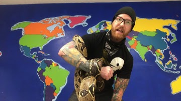 Animal Facts - Differences between boas and pythons