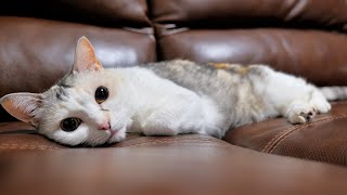 瞳の大きなネコ吉を見るのもきっとこれが最後【眼底検査の夜にしか見られない瞳孔が全開な猫】 by Pastel Cat World II【セカンドチャンネル】 25,509 views 2 months ago 3 minutes, 28 seconds