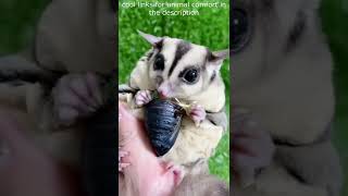 Top 😎 Funny animals videos - Try Not To Laugh 😂😆🤣 - 102 #Shorts