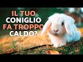 🐰 8 segnali che indicano che il tuo coniglio soffre il caldo ⚠️ (Avvertenza sul colpo di calore)