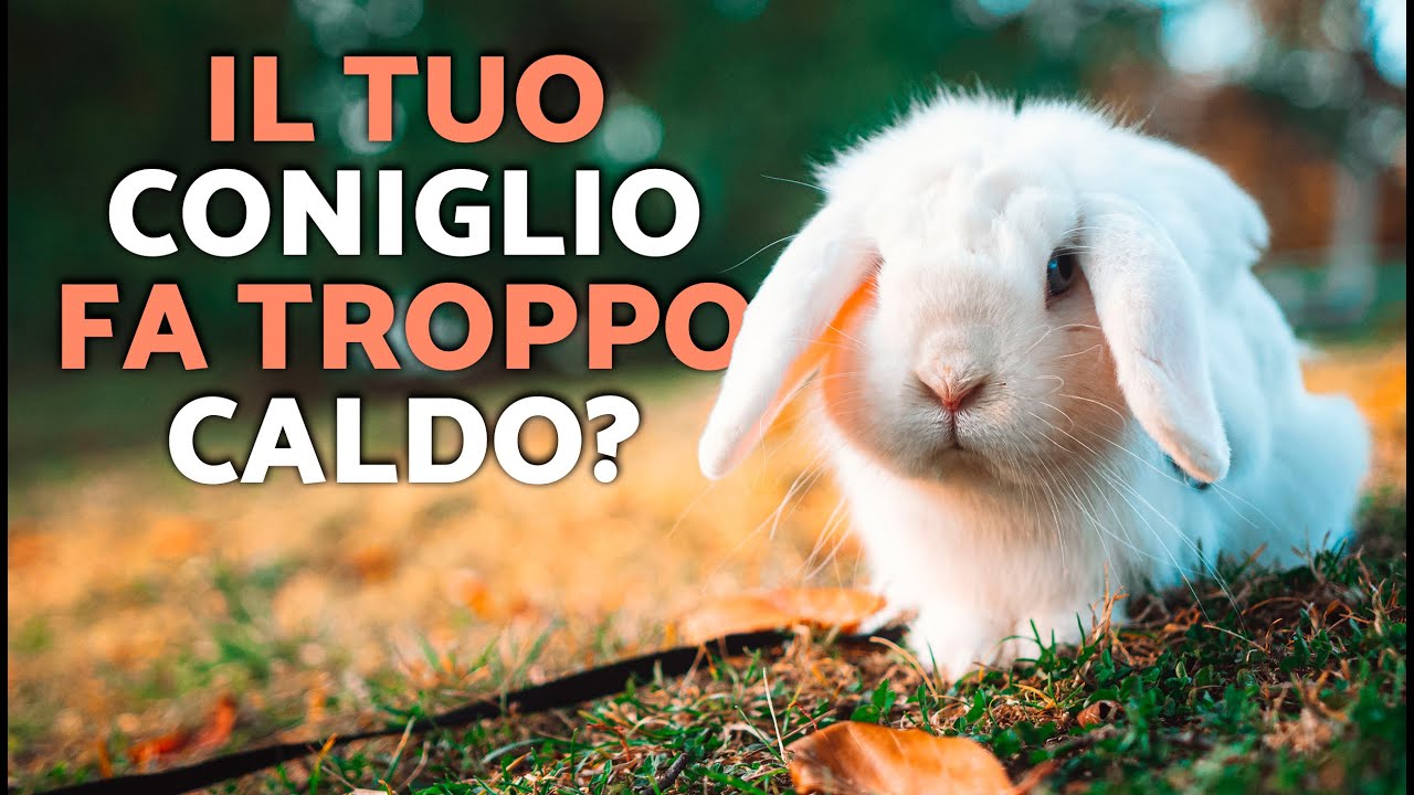 🐰 8 segnali che indicano che il tuo coniglio soffre il caldo ⚠️ (Avvertenza sul colpo di calore)