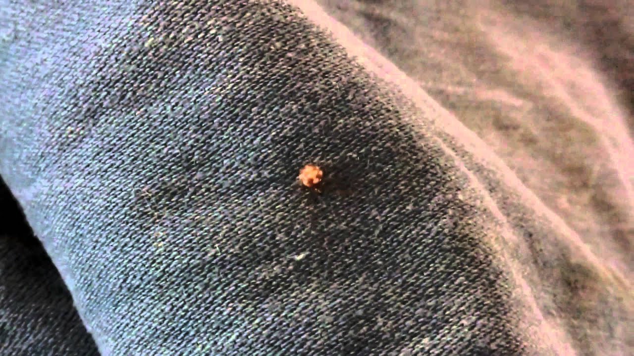 Vierfleck - Kreuzspinne und Eier im Kokon