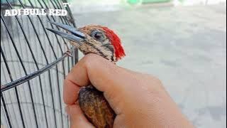 tips memilih platuk bawang ombyokan