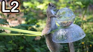 Squirrel Obstacle Course  Challenge 2