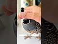 🐦 Trapped Baby Bird Gets a Second Chance | Heartwarming Rescue Story ❤️