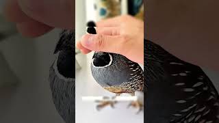 🐦 Trapped Baby Bird Gets a Second Chance | Heartwarming Rescue Story ❤️