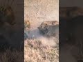 Lion Pride Catches a Young Warthog 🦁🐗 | Nature Can Be Harsh #lion #lions #warthog #wildlife #nature