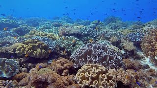 Download Lagu Snorkeling Alor. Boardroom. Pulau Pura. East Nusa Tenggara. Indonesia. June 2022 MP3 Download Lagu Snorkeling Alor. Boardroom. Pulau Pura. East Nusa Tenggara. Indonesia. June 2022 MP3