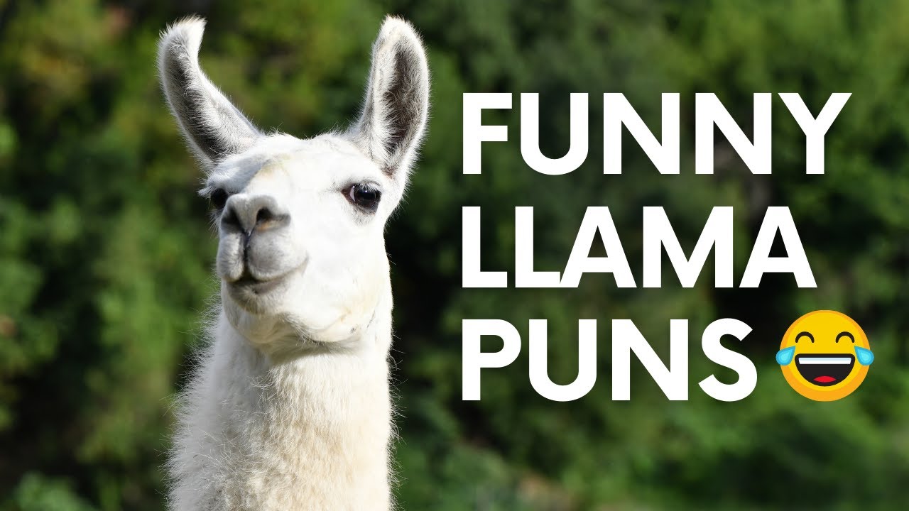 funny llama