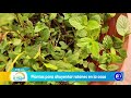 #DeMujerAMujer | Plantas para ahuyentar ratones en la casa