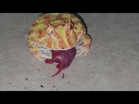 frog pacman albino feeding