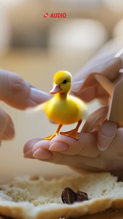 suara bebek kwek kwek #bebekkwekkwek #suarabebek #suarabebekkwekkwek