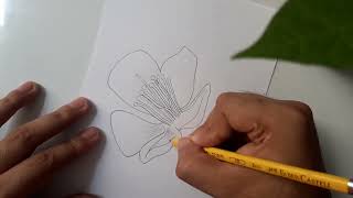 How to draw the Red Aquilegia flower Aquilegia