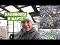 Калиновка в начале марта / Чудо-лук/ Что перезимовало, что нет...