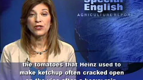Tomato's Genetic Secrets Are Peeled Away - DayDayNews