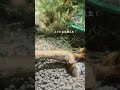 #チェリーシュリンプ #水槽 #aquarium #アクアリウム