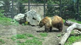 Grizzly Bear at the Henry Vilas Zoo