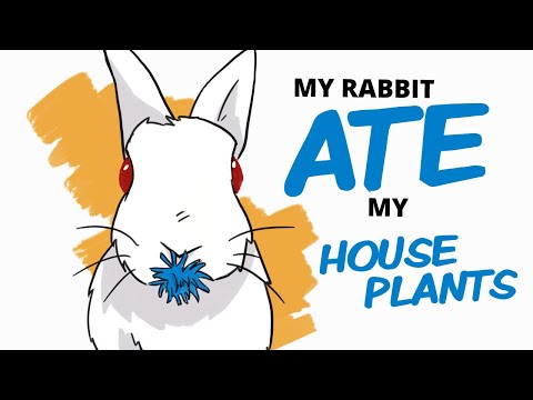 Video: Astroturf este sigur pentru iepuri?