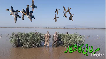 duck hunting in pakistan. with mansoor kiani and saeed butt kotla.jhangeer hunting club
