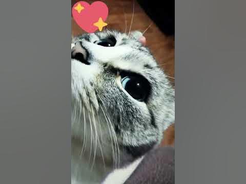 Булый кот поёт песню Кошке, как мило💖 - YouTube