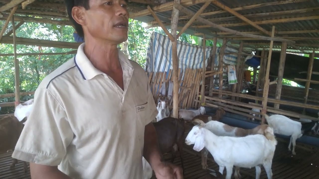 Ăn cỏ gì cho dê cái nuôi con nhiều sữa - ù sáng nuôi dê