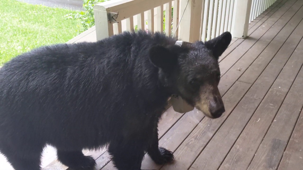 Bear Simone Got Caught In The Rain YouTube