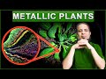 Metallic Plants | اردو | हिन्दी