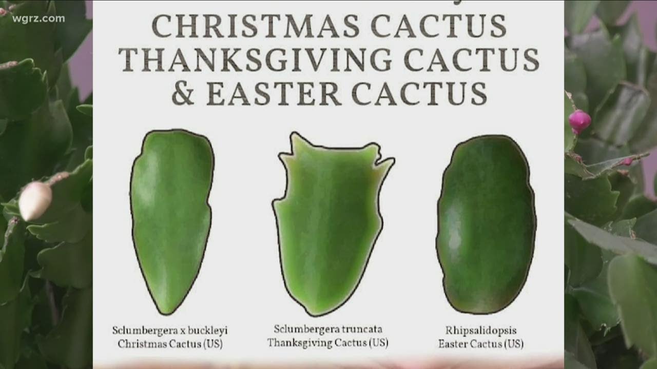 2 the Garden: Different types of seasonal cactus plants