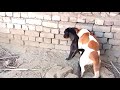 dog animals video dog mating video