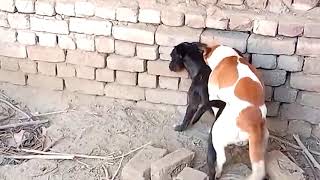 dog animals video dog mating video screenshot 2